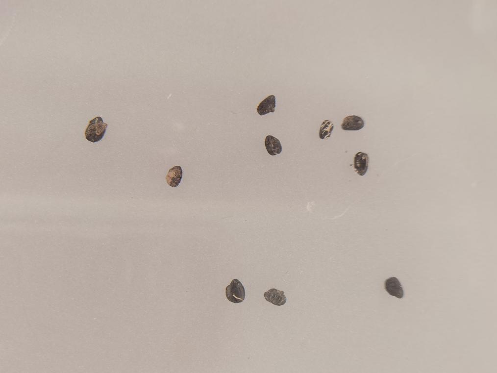 數(shù)字化技術(shù)讓中國(guó)古文明煥發(fā)嶄新生命力